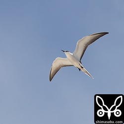 真上を通過していった。