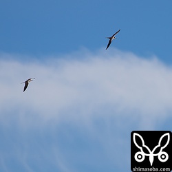 黒い背中が特徴。