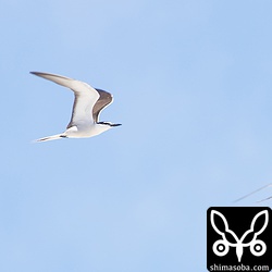 人間のことが気になるようで、時折近くまで来て様子をうかがっているようだった。