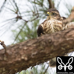 疲れたら枝に座って一休み。