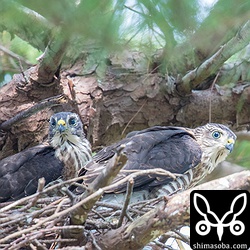 親鳥が戻ってくるとヒナたちも巣へ戻って餌をねだります。