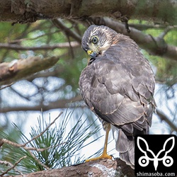 尾羽はまだ短いですが、これから一気に伸びます。そうなると自分で獲物を狩れるようになります。