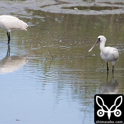 クロツラヘラサギのほかに、コサギやアオサギ、ゴイサギなどもいました。ティラピアの稚魚がたくさんいたのでそれを狙っているようです。