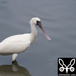 相変わらず、すぐ近くまで寄ってくるクロツラヘラサギ。