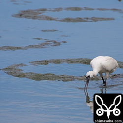 クロツラヘラサギの後ろに見える泥の上の三つの輪の模様は、ティラピアの巣の跡です。稚魚は、サギやカワセミに食われていますが減る様子はないですね。^^;