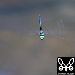 リュウキュウトンボ?