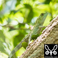 オキナワキノボリトカゲ。