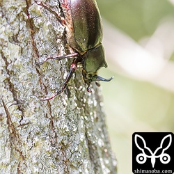 オキナワカブトムシ。