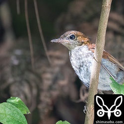 ホントウアカヒゲの巣立ちビナ。警戒心があまりありません。