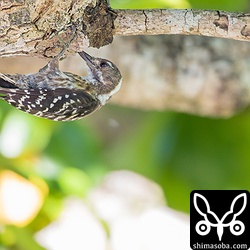 逆さまになり、コバテイシに潜む虫を探すリュウキュウコゲラ。