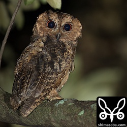 光量を落とすと瞳孔がここまで大きくなります。