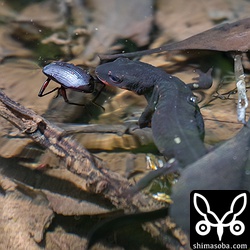 イモリが水に落ちた昆虫を食おうとしていた。