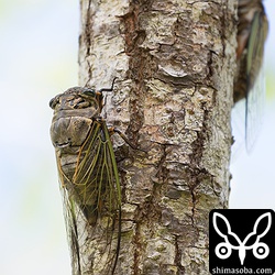 クマゼミ。