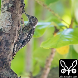 10分ほど虫を探して何処かへ飛び去った。
