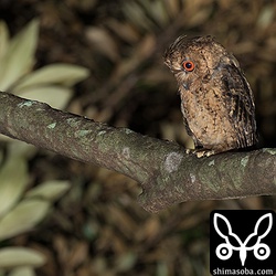 数十メートル離れた場所でアオバズクが営巣しているのですが、アオバズクの鳴き声が聞こえるとオオコノハズクはしきりに気にしていた。