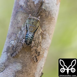 クロイワニイニイ?