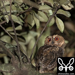 このオオコノハズク、尾羽がないように見えますが何かアクシデントがあったのだろうか?