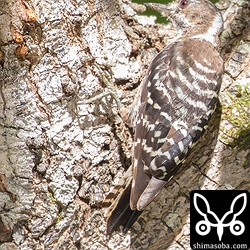 最短は2メートルぐらいまで寄ってきました。