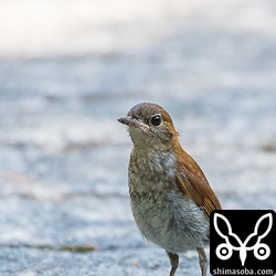 今時期は、ホントウアカヒゲの親鳥と巣立ちビナが出ていますので個体数は一年で一番多いのではないでしょうか。