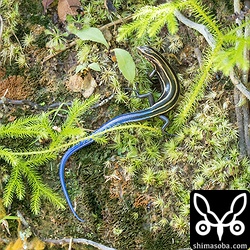 オキナワトカゲ。青い尾が美しかった。