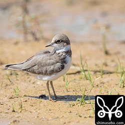 コチドリは15羽ほど。