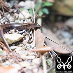 足元にはこんなトカゲがやってきた。滑るように走る変わったトカゲでした。