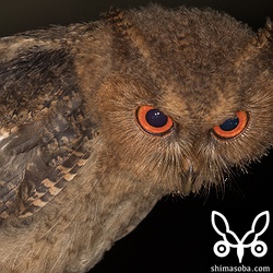 この時期、クマゼミとリュウキュウアブラゼミが大量に羽化するので獲物には困らないようです。オオコノハズク以外でもアカショウビンなども夕方はセミの幼虫をよく捕まえています。