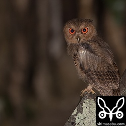 下半分は成鳥で上半分はまだ幼鳥って感じのオオコノハズク。