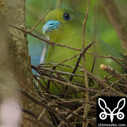 緑の中にズアカアオバトの青いくちばしと目が目立ちます。