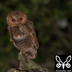 上とは別の個体。ヒナは3羽とも大雨覆が抜けていた。換羽が進んでいるのでしょう。