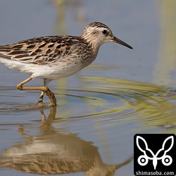ヒバリシギは2羽だけでした。