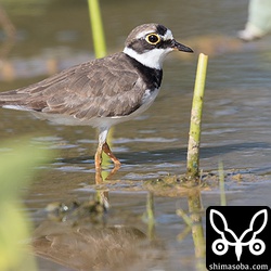 コチドリは数羽。