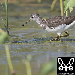 クサシギは1羽だけ。