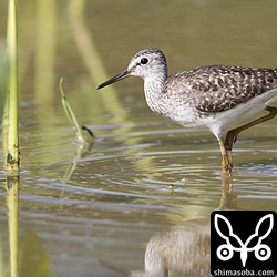 先週20羽ほどいたタカブシギは5羽になっていた。