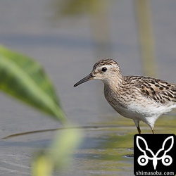 2羽しかいないヒバリシギはケンカばかりしていた。