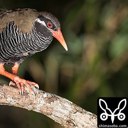 少し角度を変えて。落ち着いたヤンバルクイナでしたので、家族でうろうろしていた観光客にも教えてあげた。写真もコンデジでなんとか撮れたようだ。^^