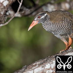幼鳥のヤンバルクイナを撮った後、オオコノハズクのポイントへ移動中、やんばる入りしている写真家の方と真っ暗な林道でばったり会いました。ヤンバルクイナ情報も伝えておいた。^^