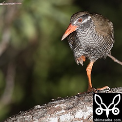 ヤンバルクイナの幼鳥。目や足の色は、成鳥と比べるとくすんでいます。