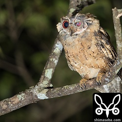 左側が特にひどく、耳まで見えています。痛々しいオオコノハズクでした。目は治ることはないでしょうが、羽は生えてきます。