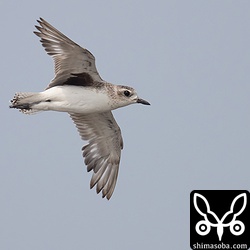 ダイゼンの換羽は2カ所から始まるのかな?