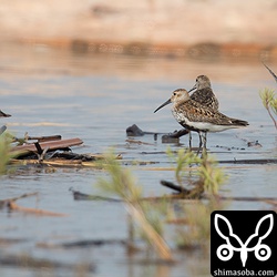 ハマシギは、平和的に流木に留まっていた。