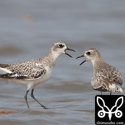 この日は、大潮であっという間に潮が満ちてきて流木も沈んでしまった。ダイゼンは、最後まで場所の取り合い。