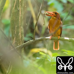 獲物を持ってきたアカショウビンの親鳥。警戒心が非常に強く、かなり離れた場所から茂みに隠れて撮影。さらに逆光で条件が悪かった。^^;