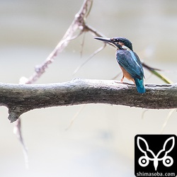 池では、カワセミがアカショウビンの巣の前を行ったり来たりしていた。カワセミもどこかで営巣している可能性がある。