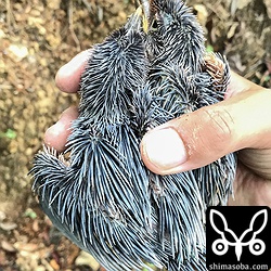 分かりにくいですが、2羽目、3羽目も無事に救出。

巣立ち直前になるとこのピンフェザーが弾けて中から羽毛が出てきます。巣内で羽が汚れない仕組みなんですかね。