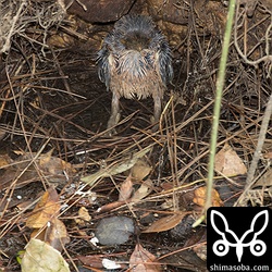 池に一度落ちて自力で陸に上がったアカショウビンのヒナ。写真の下に池の水が迫っています。「ここのヒナたちは巣だったら池に落ちるだろうね」「でも、泳げるから問題ないでしょう」なんて先日、友人と話していたのですが、まさか巣立ち前に落ちてしまうとは…。^^;