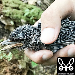 巣の中にいる時は、今日ぐらいが巣立ちだと予想していましたが、この感じだと、巣立ちにはあと数日かかる見込み。