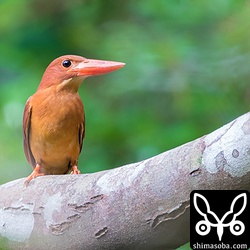 遠くから見ていると親鳥が目の前の木に止まった。警戒心の強いアカショウビンなので一瞬の出来事でした。