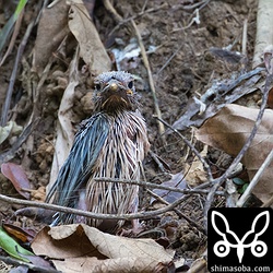 動かなければ地面にまぎれてなかなか気づかない。胸の羽もかなり伸びている。
