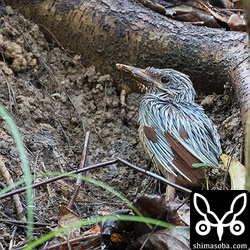 昨日から外にいるヒナは、羽を覆う鞘も弾けてアカショウビンらしくなってきました。^^少し前にスコールがあったのですが、なんとか無事に斜面で過ごしているようです。